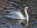 7 swans a-swimming