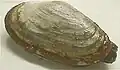 marine clam