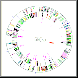 Gene map of "Mycoplasma genitalium". Circularly arranged coloured bands are the genes (525 in number) in their position in the DNA. The genome has 580,070 base pairs (580 kb).