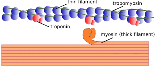 Myofilament