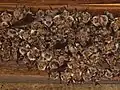 A coven of microbats.