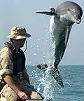 KDog, a common bottlenose dolphin of the United States Navy Marine Mammal Program. Here he is shown wearing a locating pinger in the Persian Gulf.