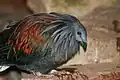 Nicobar Pigeon at the Metro Toronto Zoo.
