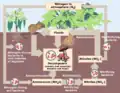 Nutrients recycle through the soil
