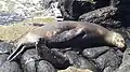 Seal with baby on North Seymour Island.
