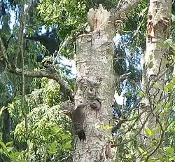 A northern flicker feeding a younger bird at a nest entrance