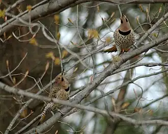 Two males showing off (displaying) during spring