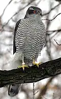 Northern goshawk, a kind of hawk.