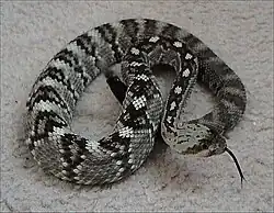 Northern black-tailed rattlesnake.
