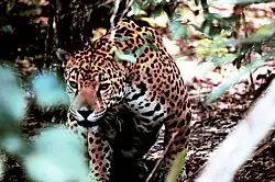 The more real the surroundings, the better the camouflage.