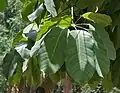leaves  in  Hyderabad, India.