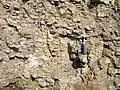 Outcrop of Ordovician  oil shale, northern Estonia.