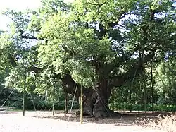 The Major Oak of Sherwood Forest