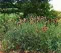 Field of poppies.