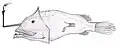 Oneirodes macronema