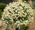 Flower head of a yellow onion