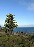 Prickly pear cactus and Swallow-tailed Gulls on Santa Fe Island