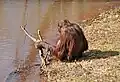 Orangutan