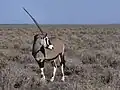 Gemsbok (Sub-Saharan Africa)