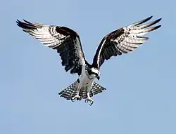 This osprey at Kennedy Space Centre is hovering.
