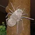 Outdated Megarachne reconstructed as a big spider at the Natural History Museum of Geneva