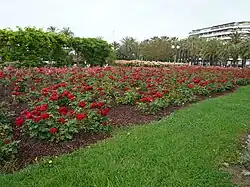 Rose garden in Cannes.