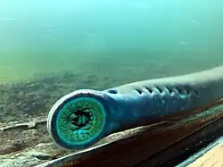 Pacific lamprey