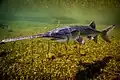 An American paddlefish swimming