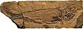 Another fossil