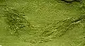 Palaeoniscum vratislavensis