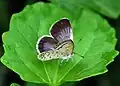 Pale grass blue