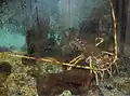 Panulirus vulgaris