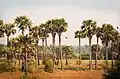 Palm tree, the provincial tree of Tamil Nadu