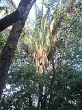Attalea rostrata