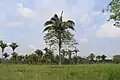 Attalea speciosa