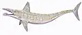 Parahelicoprion