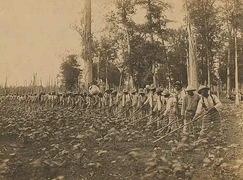 Prisoners working at the Mississippi State Penitentiary at Parchman in 1911.