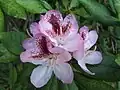 Rhododendron sp.