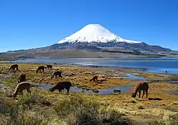 Llamas and alpacas at Chungará Lake