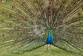 Pavo cristatusPeacock(national bird)