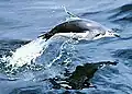 The chinstrap penguin is a streamlined pursuit diver.