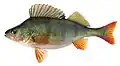European perch (Perca fluviatilis)