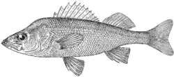 Balkhash perch (Perca schrenkii)