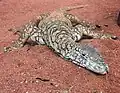 Perentie