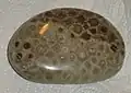 A polished brown pebble of petoskey stone showing the typically six-sided cellular structure from the fossilized coral.