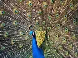 A peacock display