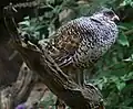 Pheasant at Sudeley Castle, England