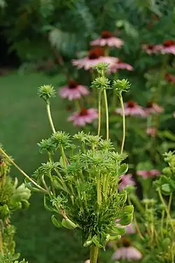 Phyllody induced by phytoplasma infection on a coneflower (Echinacea purpurea)
