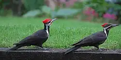 Mated pair