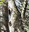 Pileated Woodpecker on Kitching Creek